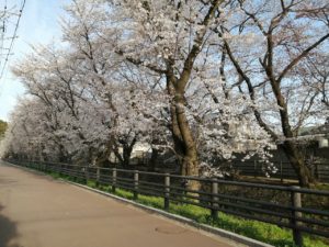 隠れた桜の名所、見沼通船堀